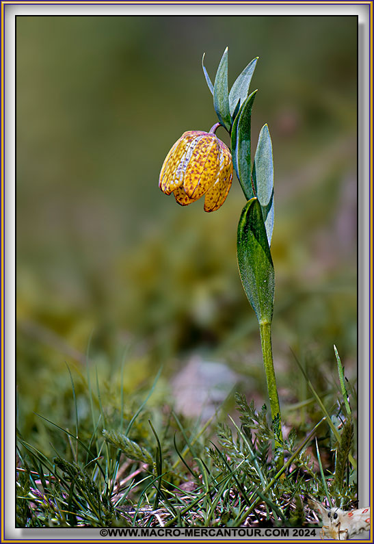 Fritillaire de Moggridge